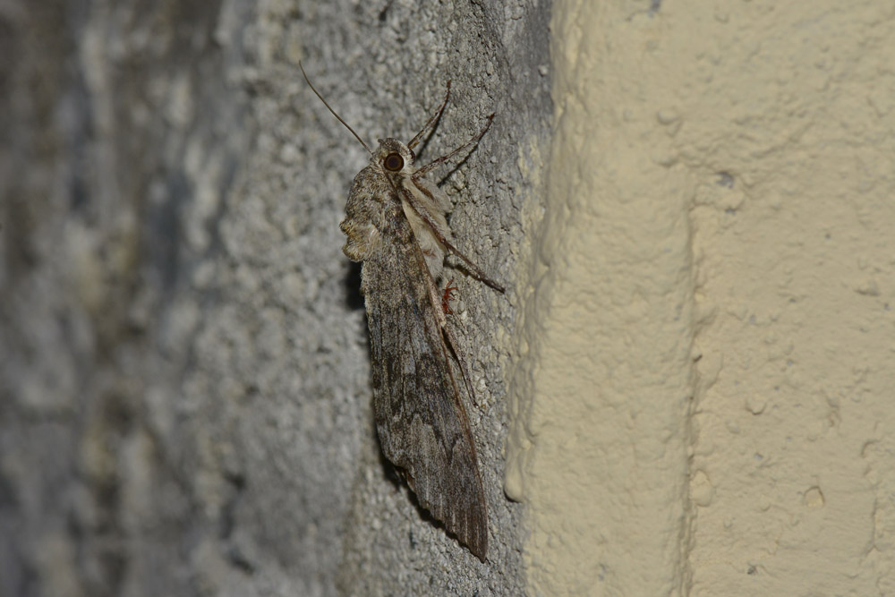 Catocala sp? S, Catocala nupta - Erebidae